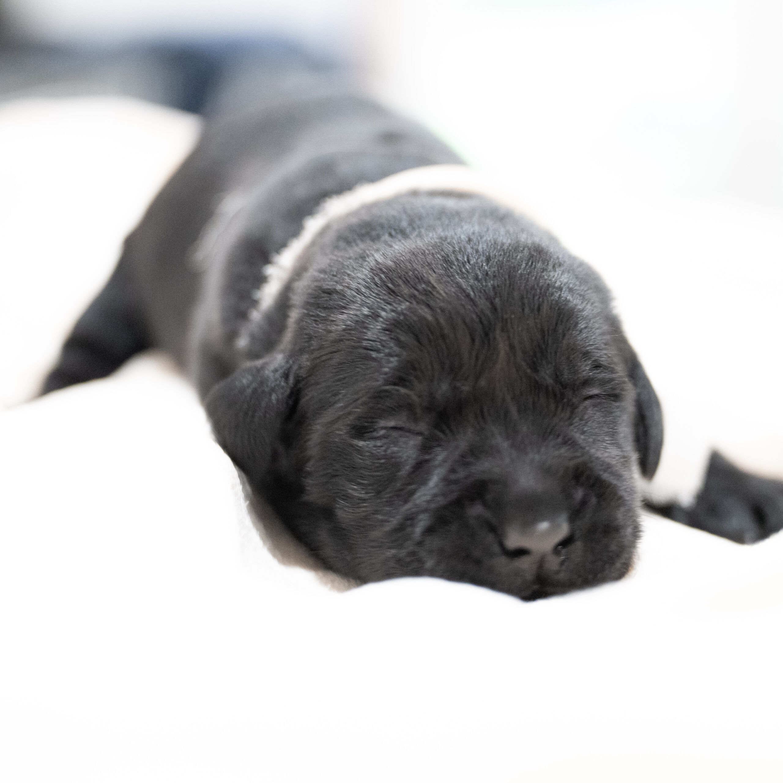 Dora Litter – Black Female 2nd Choice of 2 (Last Puppy)