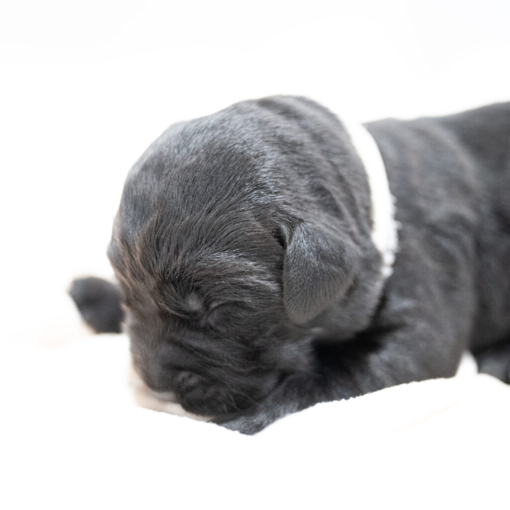 Dora Litter - Black Female 2nd Choice of 2 (Last Puppy)