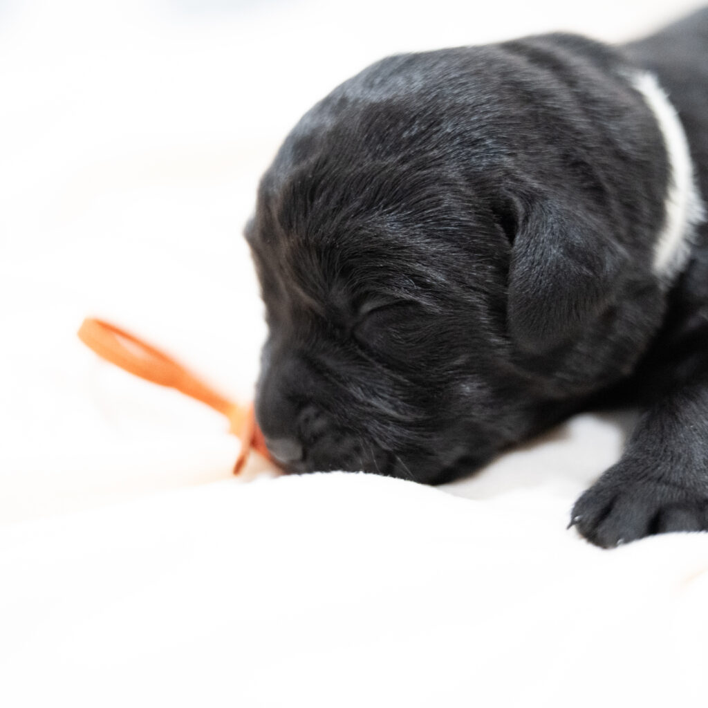 Purdy Litter - Black Male 1st Choice of 2