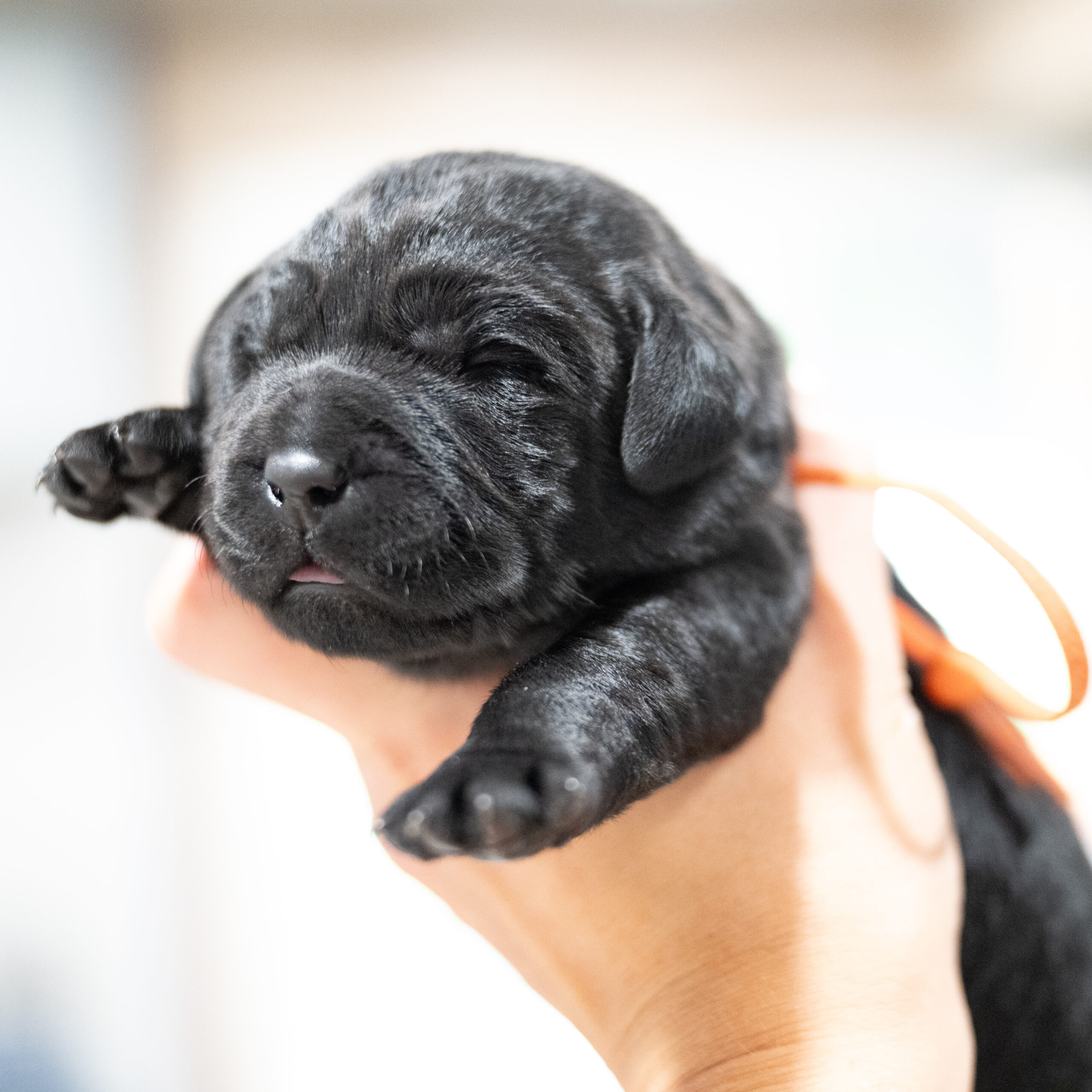 Purdy Litter – Black Male 1st Choice of 2