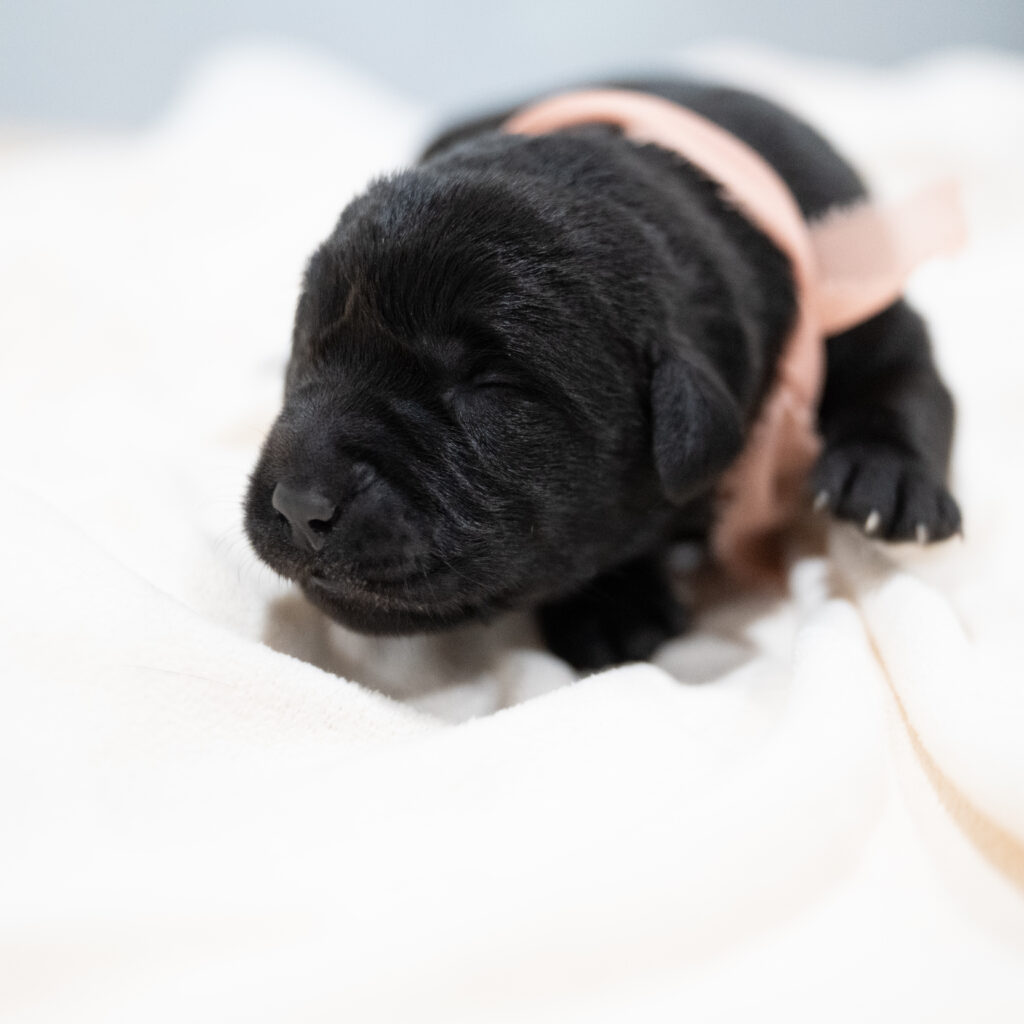 Dora Litter - Black Female 1st Choice of 2