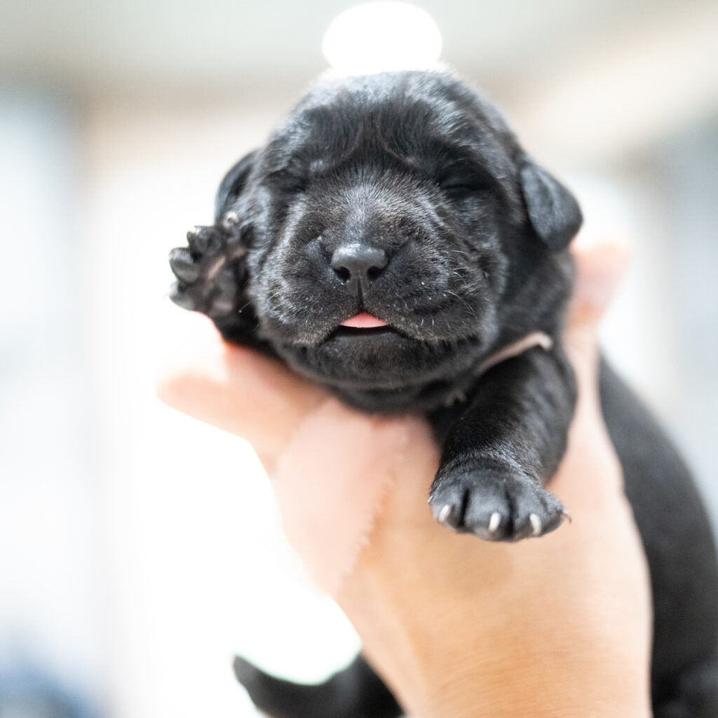 Dora Litter - Black Female 1st Choice of 2