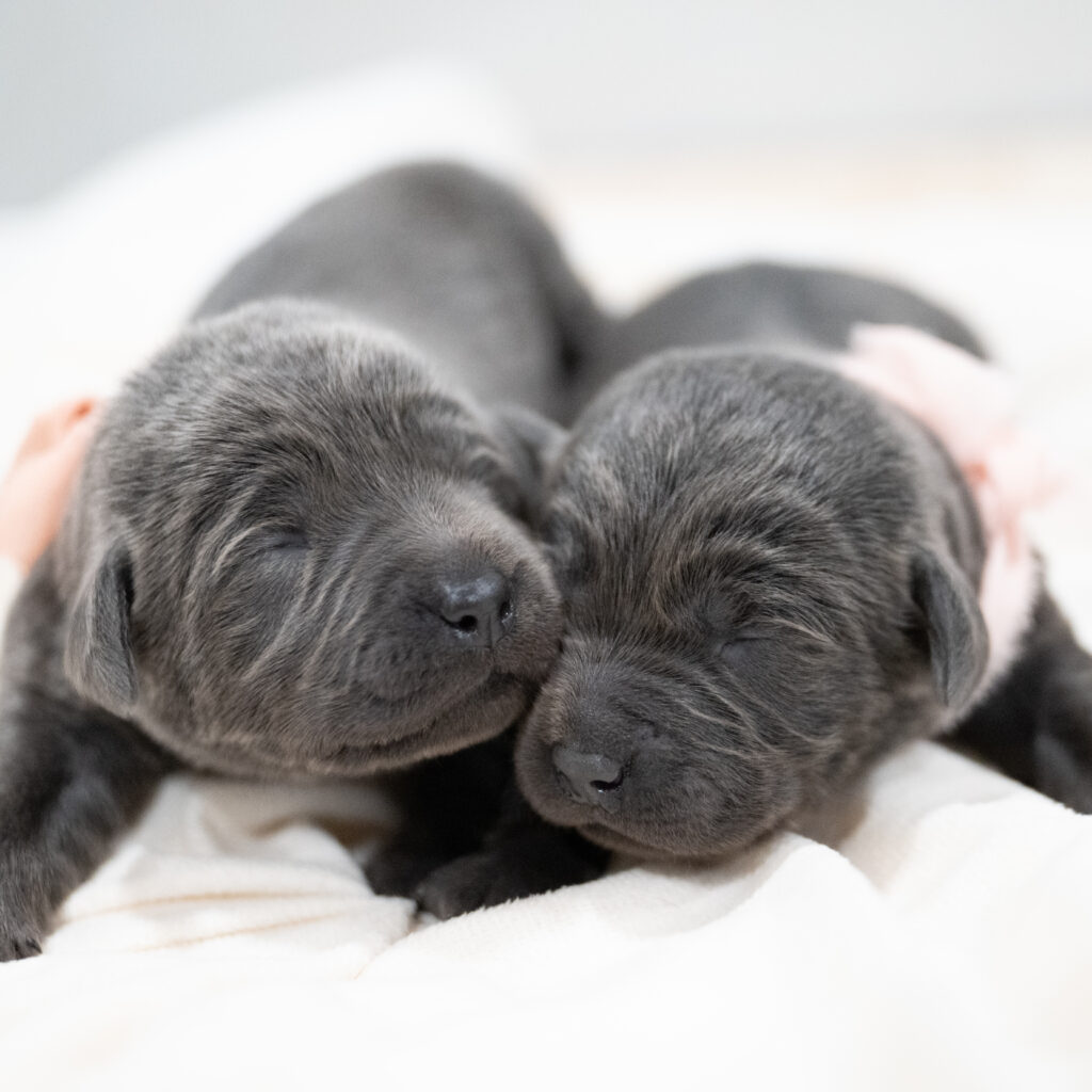 Purdy Litter - Charcoal Female 2nd Choice of 2 (Last Puppy)