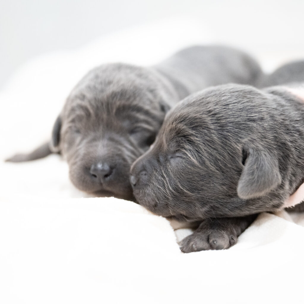 Purdy Litter - Charcoal Female 2nd Choice of 2 (Last Puppy)