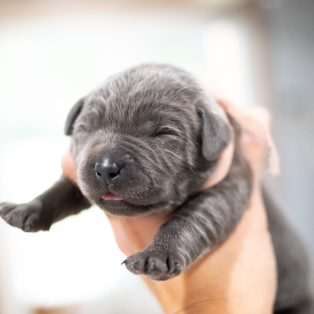 Purdy Litter - Charcoal Female 2nd Choice of 2 (Last Puppy)