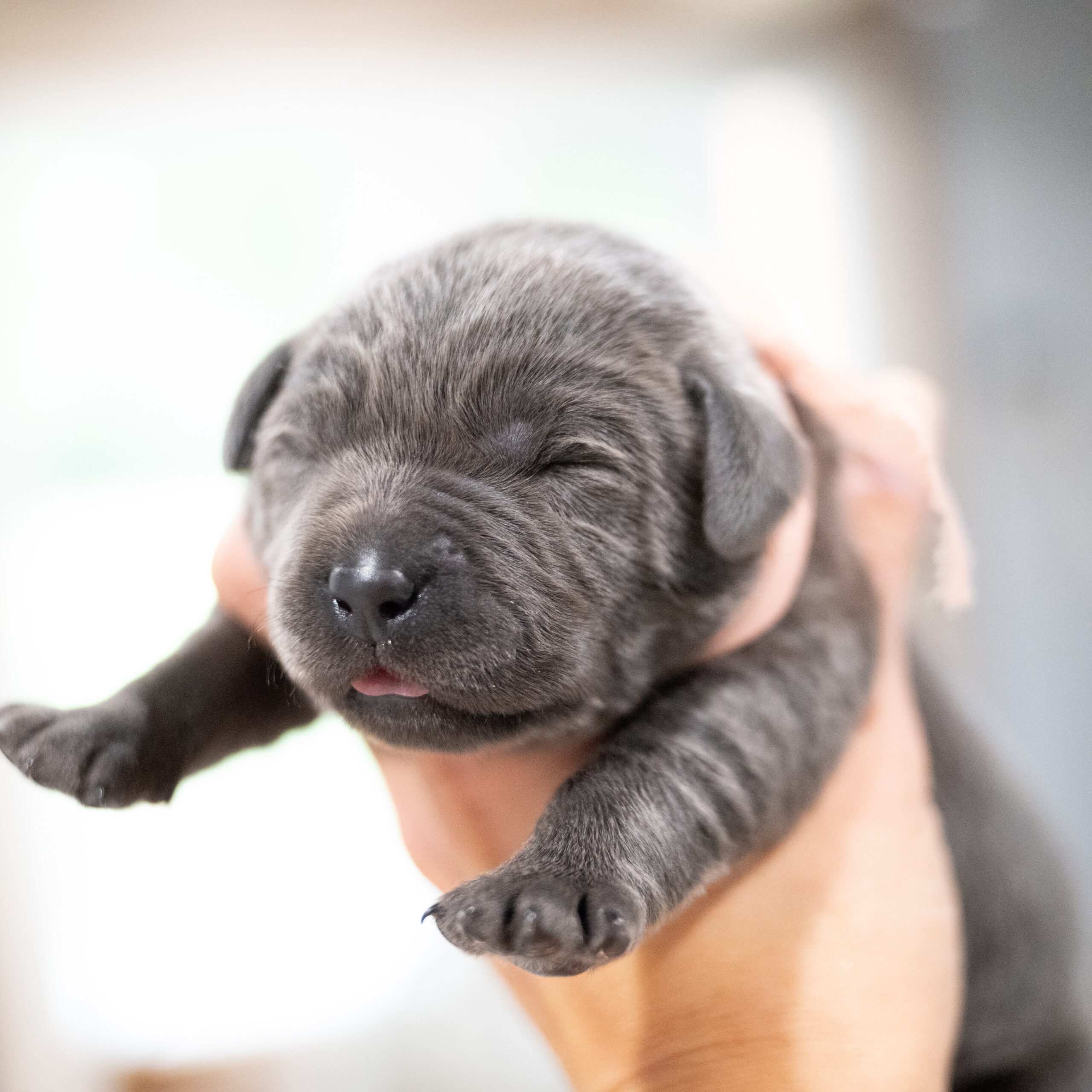Purdy Litter – Charcoal Female 2nd Choice of 2 (Last Puppy)