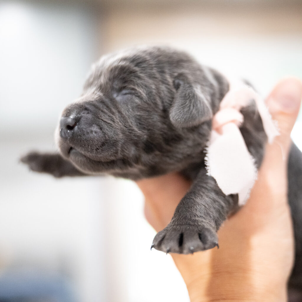 Purdy Litter - Charcoal Female 1st Choice of 2