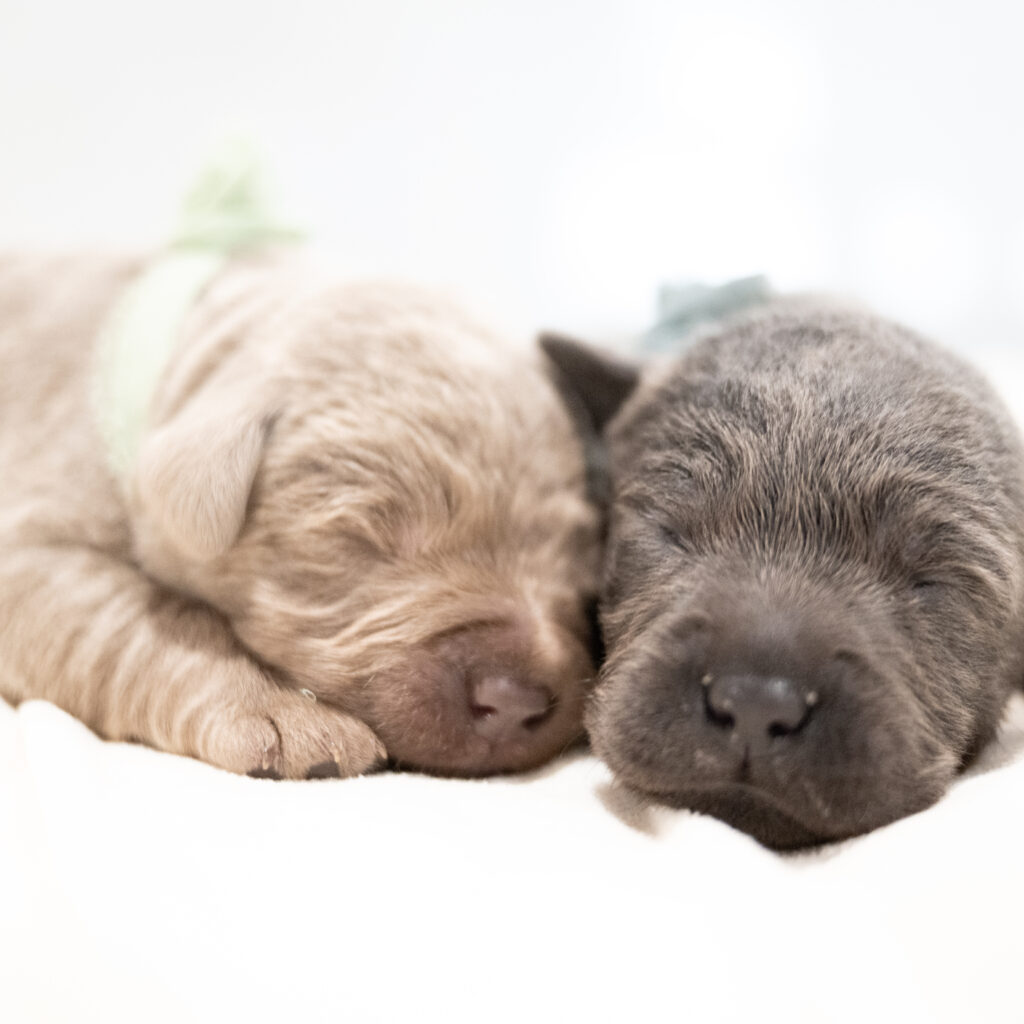 Purdy Litter - Charcoal Male - Only Male