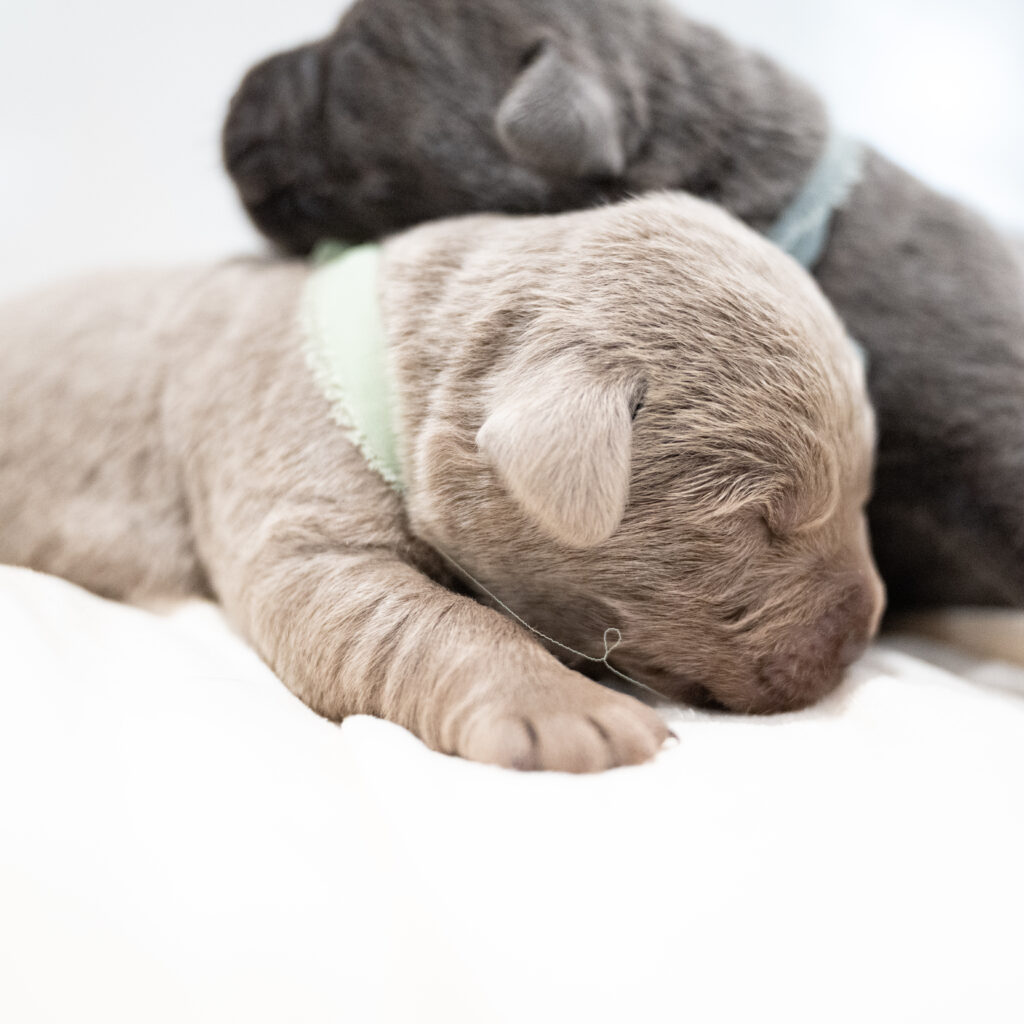 Purdy Litter - Charcoal Male - Only Male