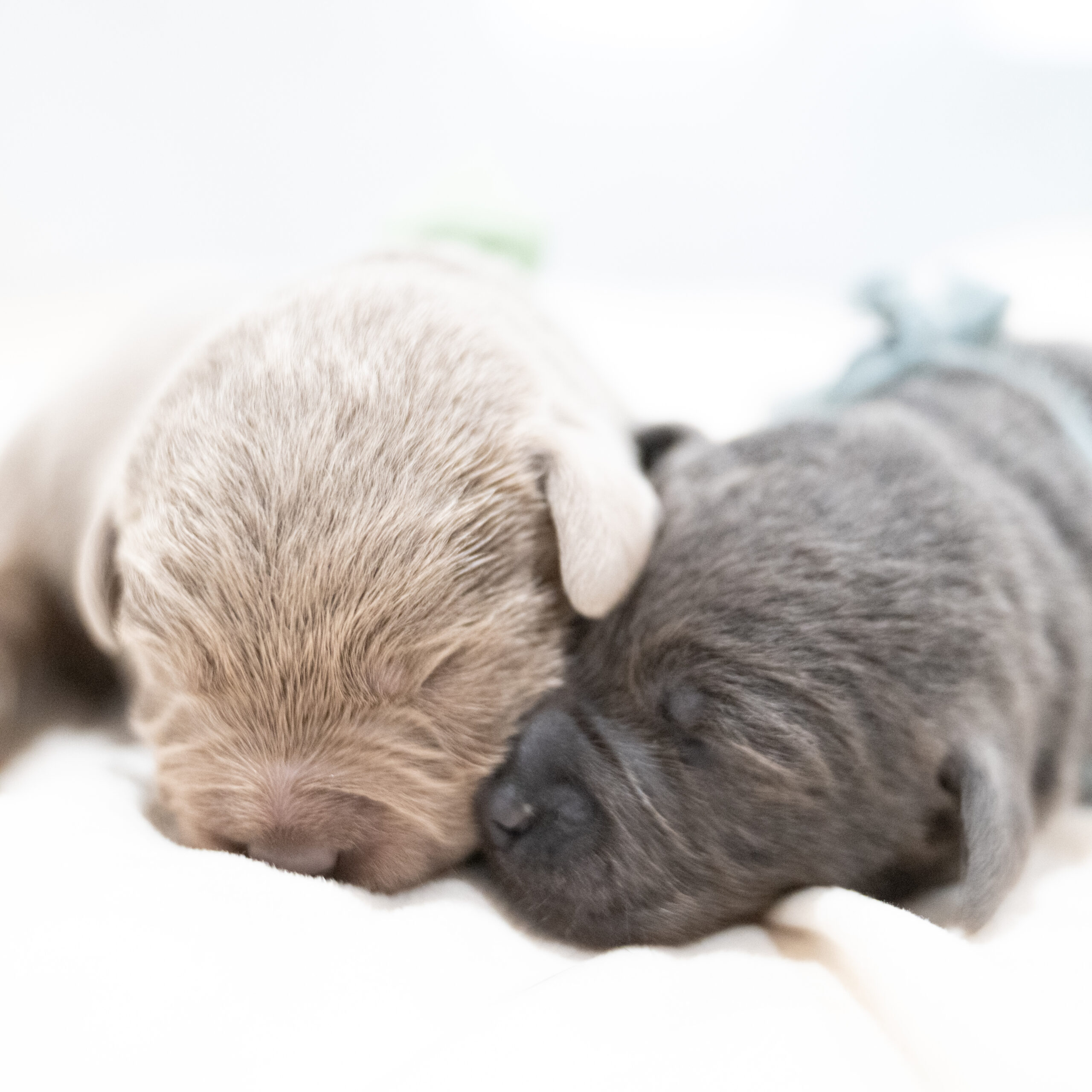 Purdy Litter – Charcoal Male – Only Male