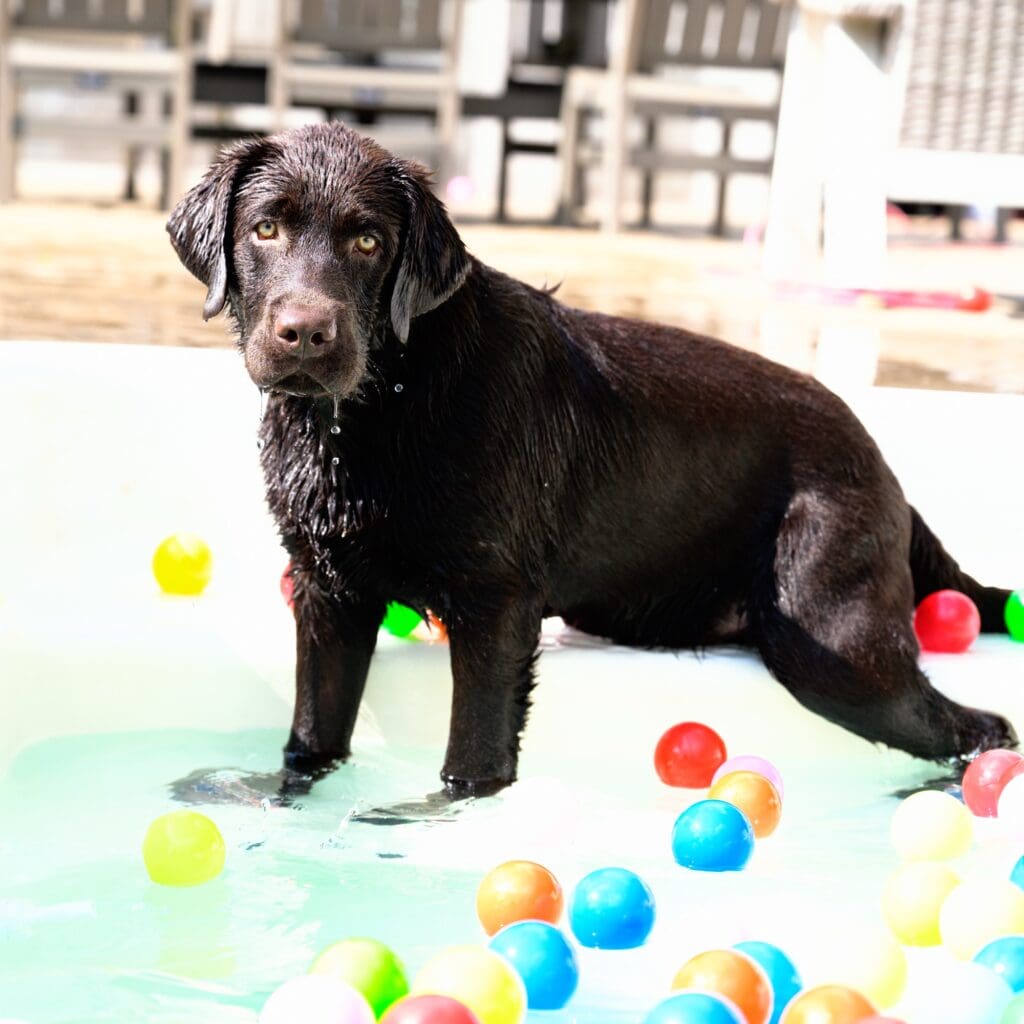 Guinness