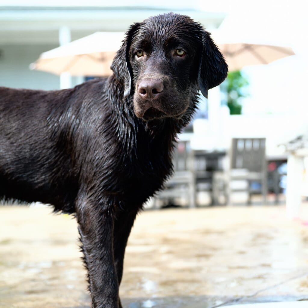 Guinness