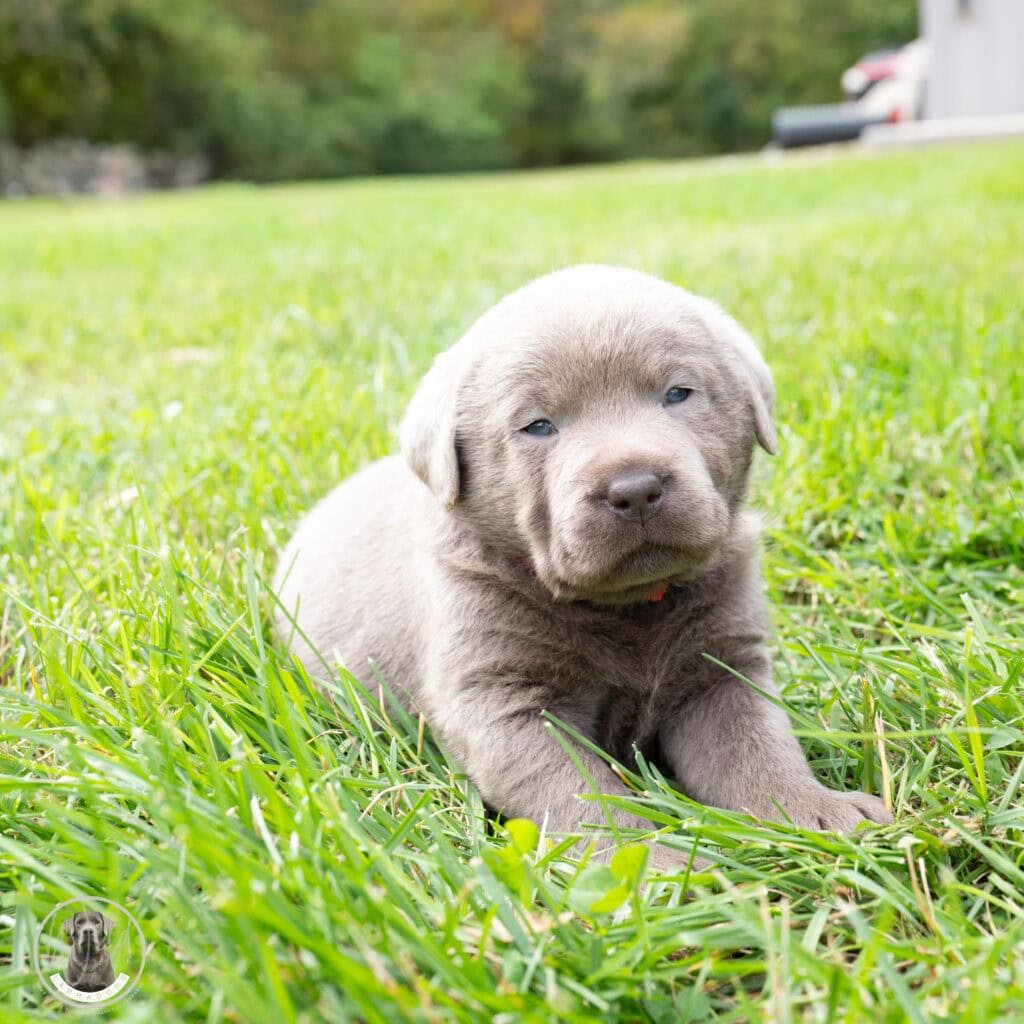 Prim - Silver Female - Guardian Program