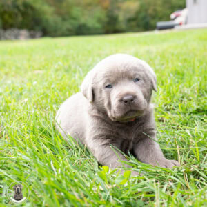 Prim – Silver Female – Guardian Program