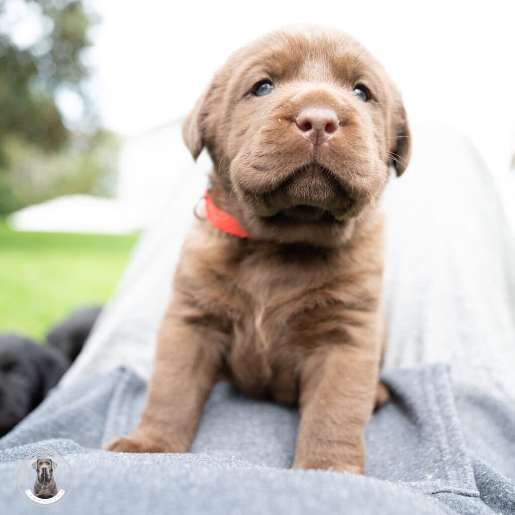 Rufio - Chocolate Male - Guardian Program